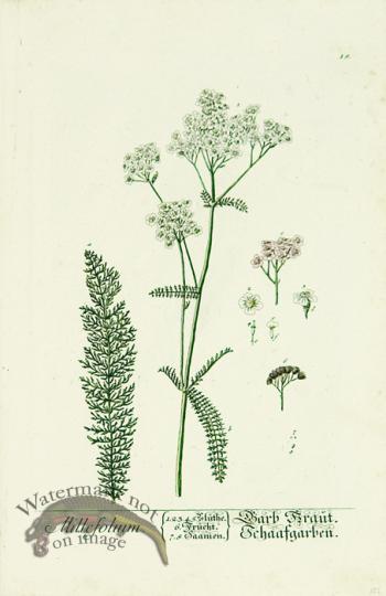 Blackwell German 257